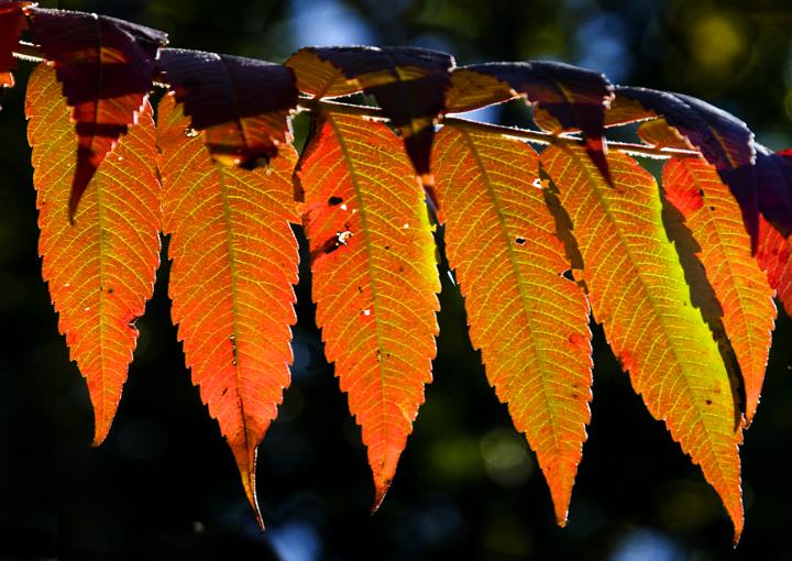 06 Sumac 7463.jpg